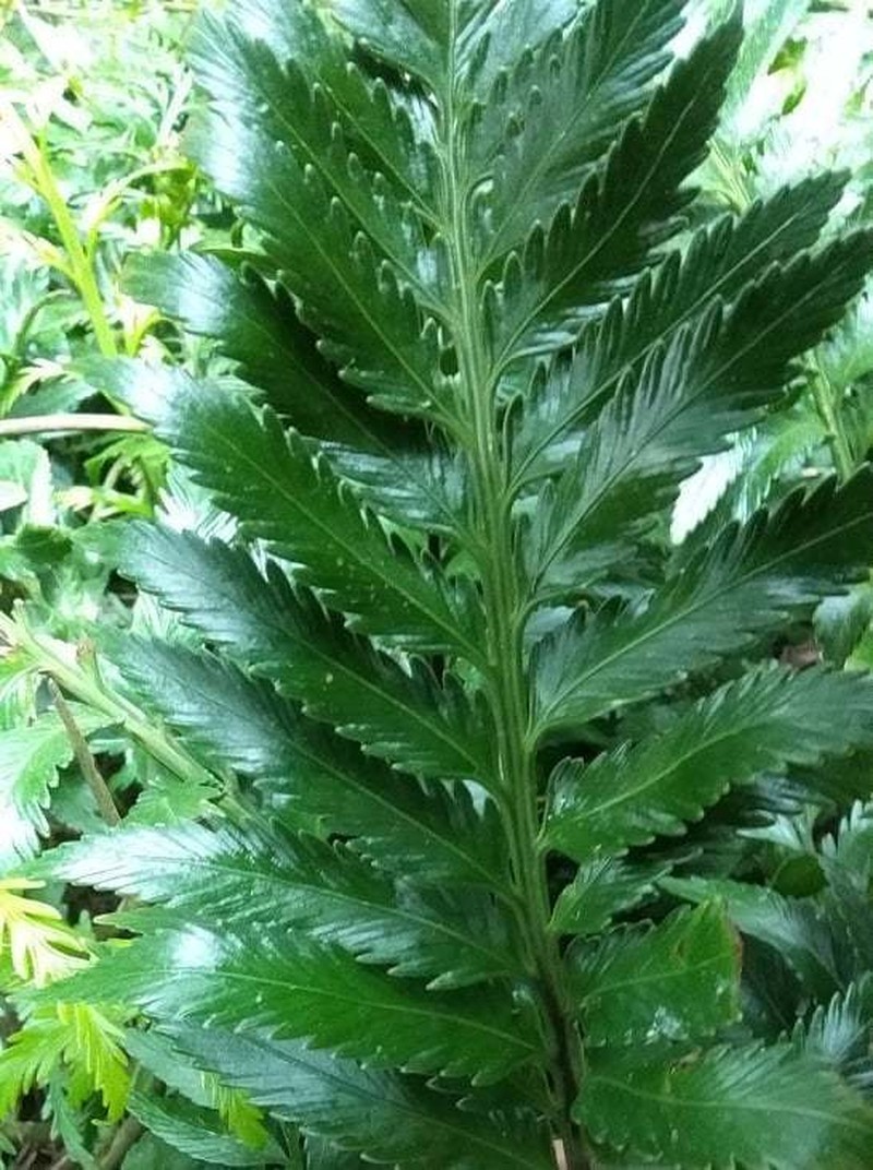 Asplenium scleroprium
