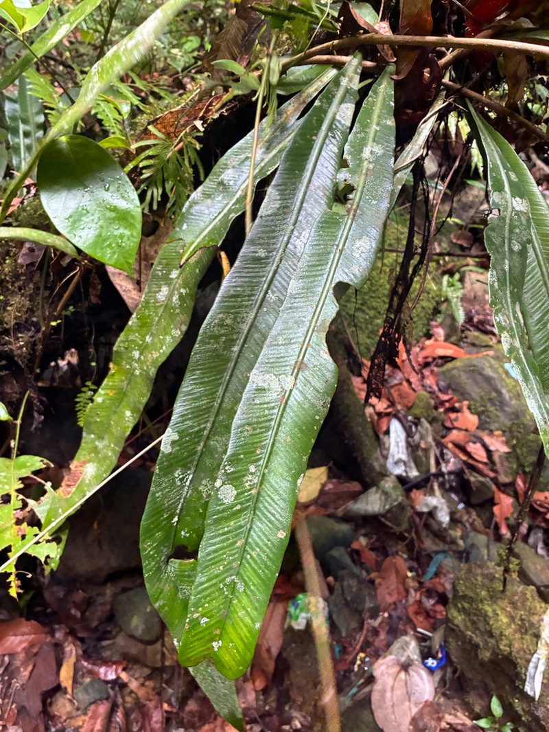 Asplenium scolopendrioides