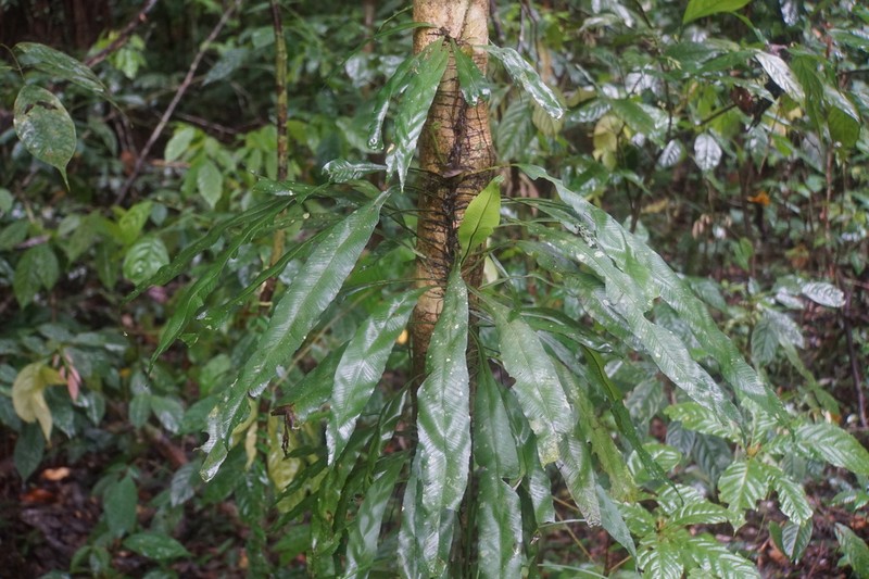 Asplenium scolopendrioides photo 4