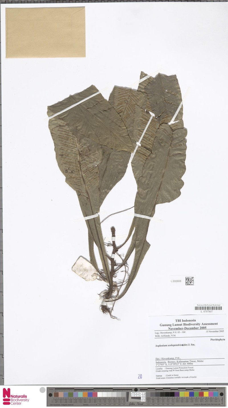 Asplenium scolopendrioides photo 5