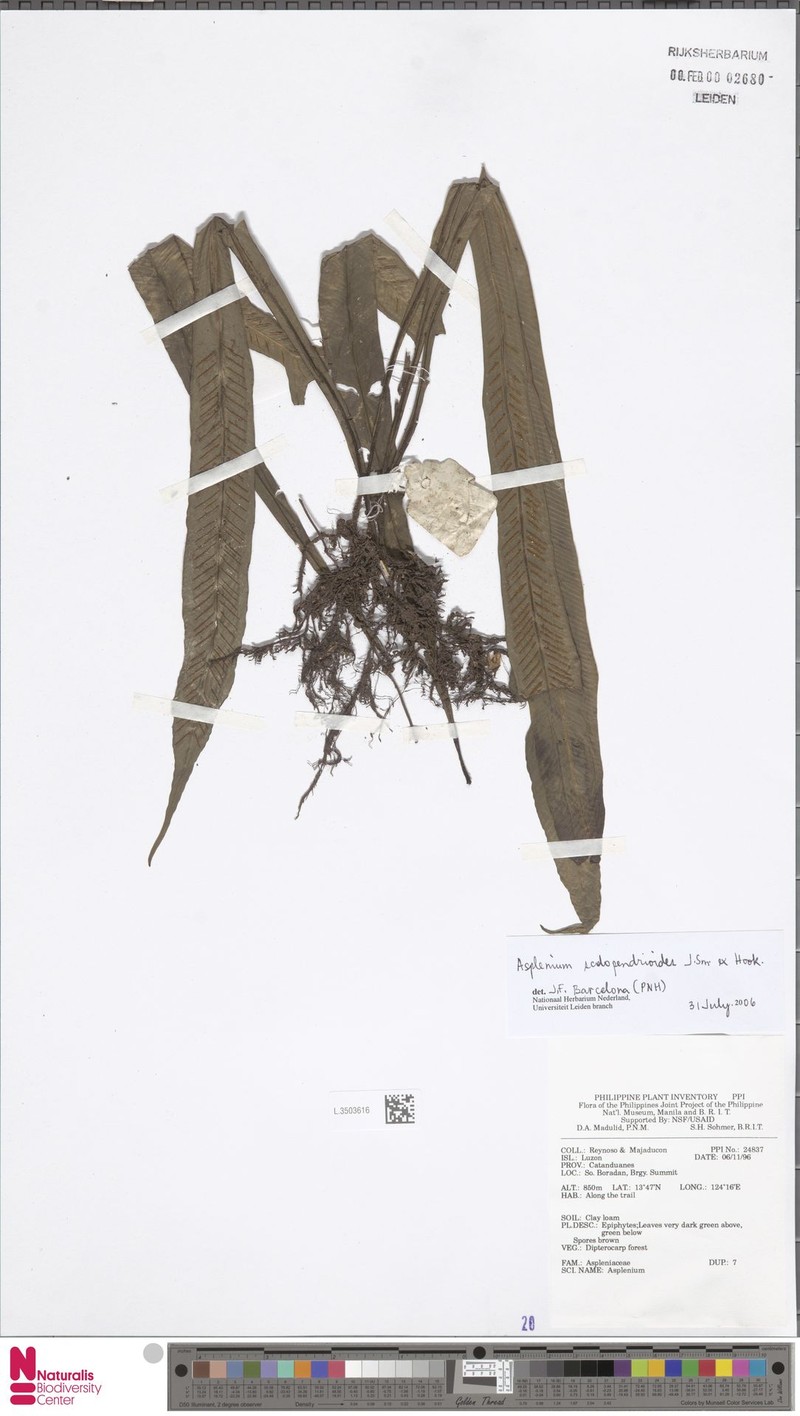 Asplenium scolopendrioides photo 6