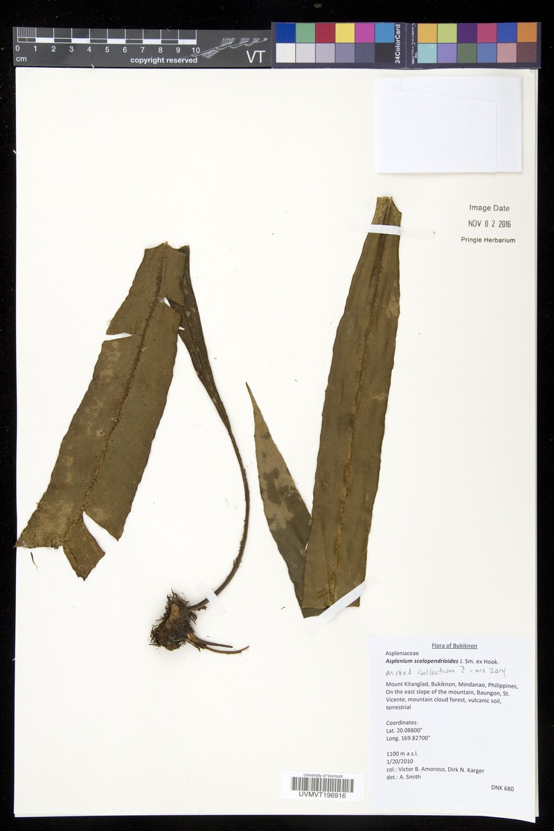 Asplenium scolopendrioides