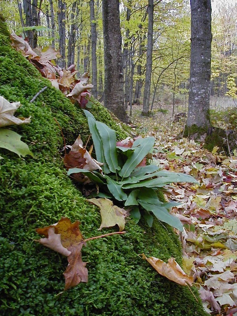 Hart's Tonguefern photo 4
