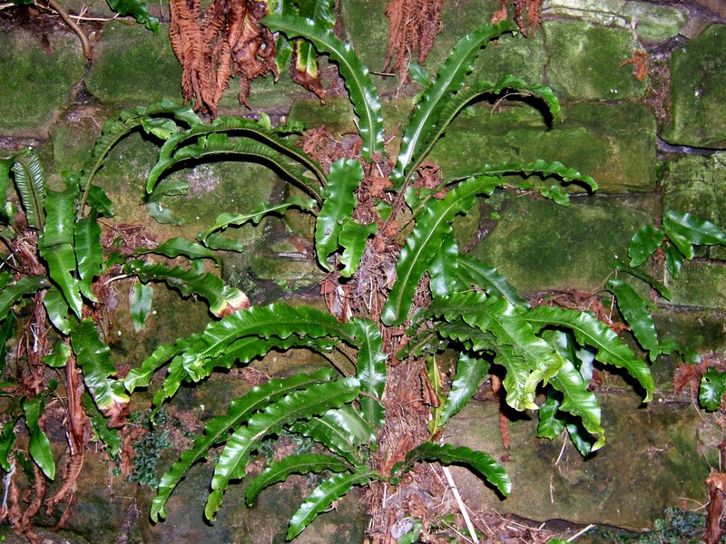Hart's Tonguefern