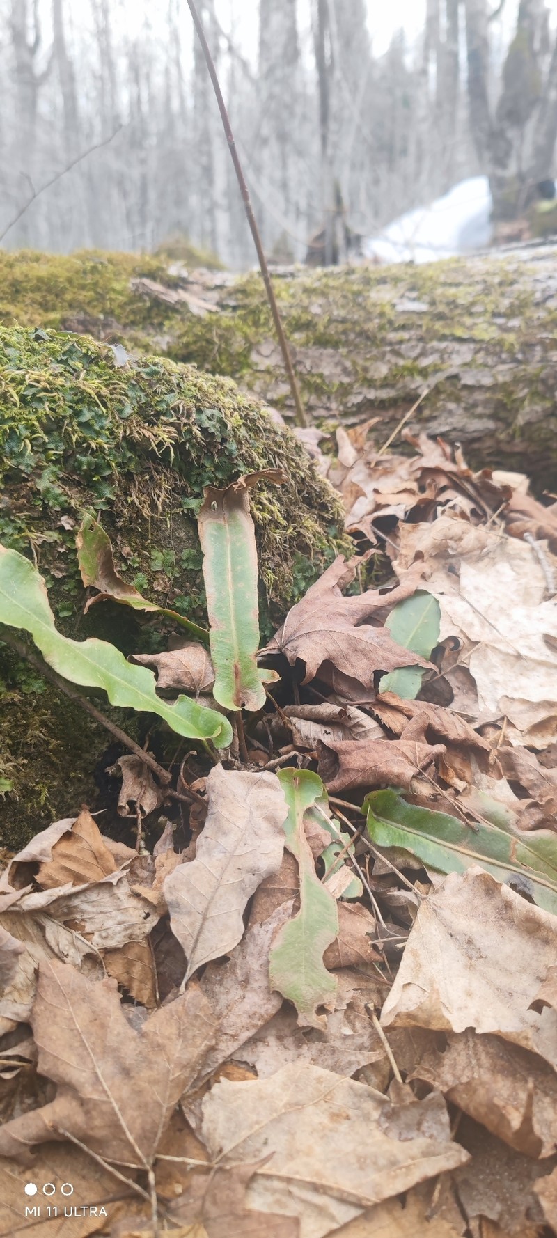Asplenium scolopendrium subsp. americanum