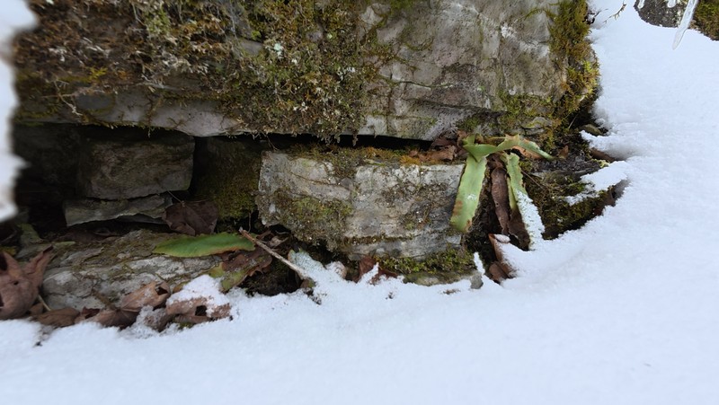 Asplenium scolopendrium subsp. americanum photo 2