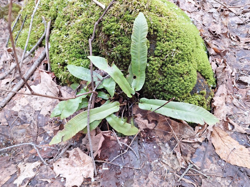 Asplenium scolopendrium subsp. americanum photo 3