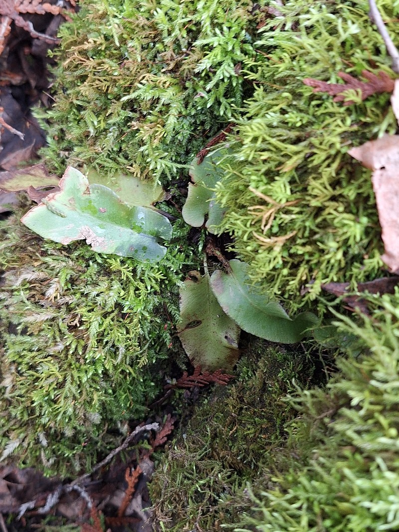 Asplenium scolopendrium subsp. americanum photo 4