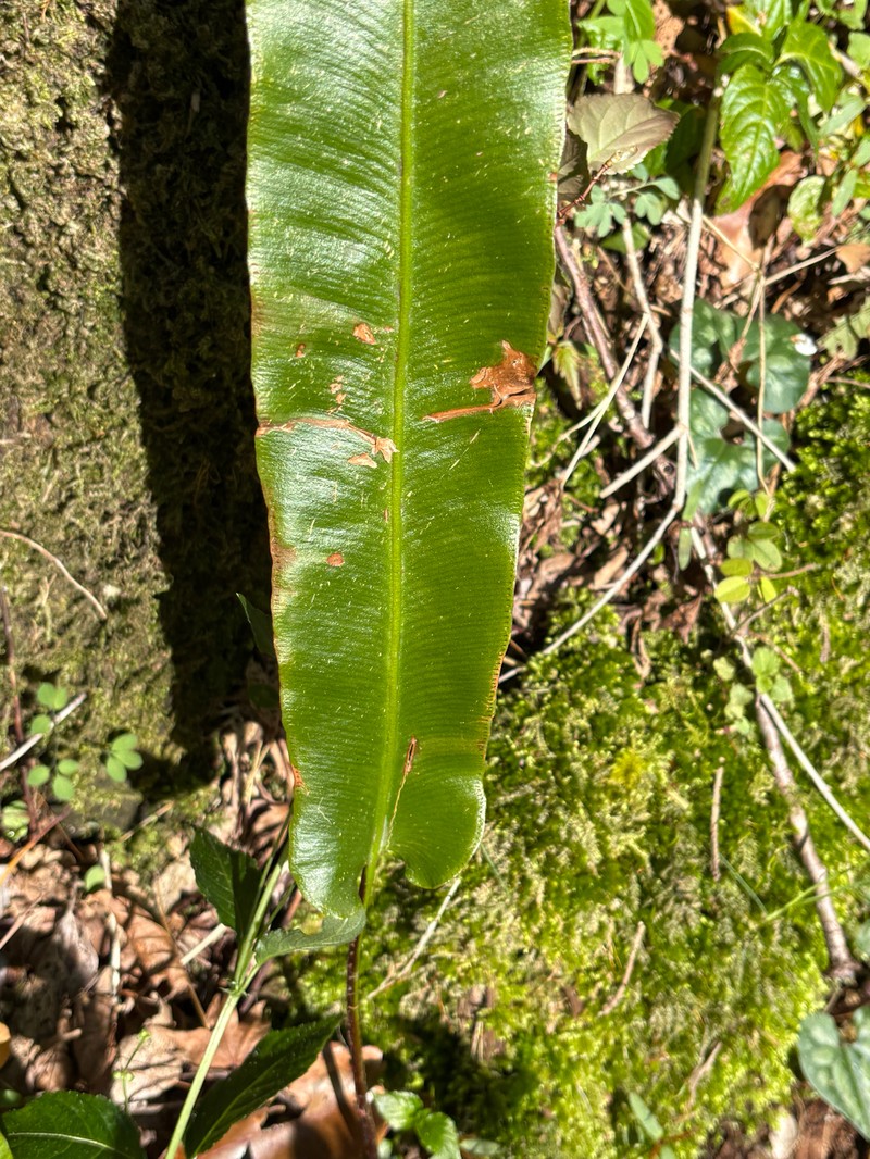 Asplenium scolopendrium subsp. americanum photo 5