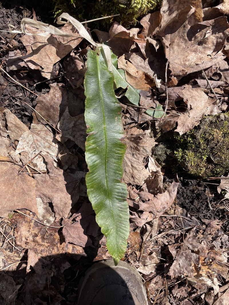 Asplenium scolopendrium subsp. americanum photo 6