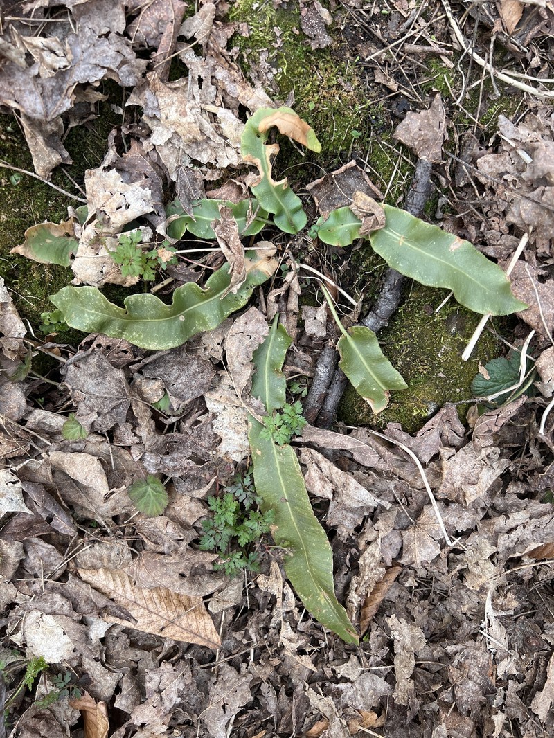 Asplenium scolopendrium subsp. americanum photo 7