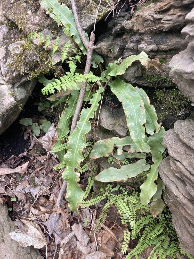 Asplenium scolopendrium subsp. americanum photo 8