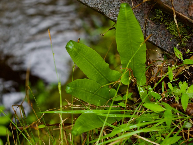 Asplenium scolopendrium subsp. japonicum photo 2