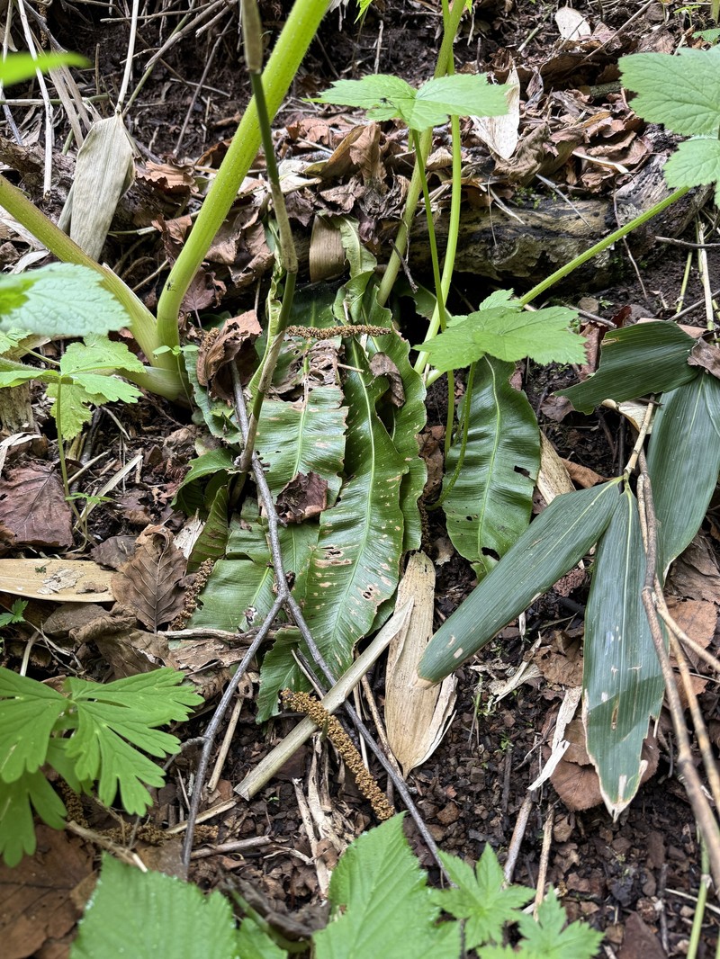Asplenium scolopendrium subsp. japonicum photo 3