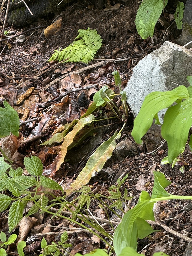 Asplenium scolopendrium subsp. japonicum photo 4