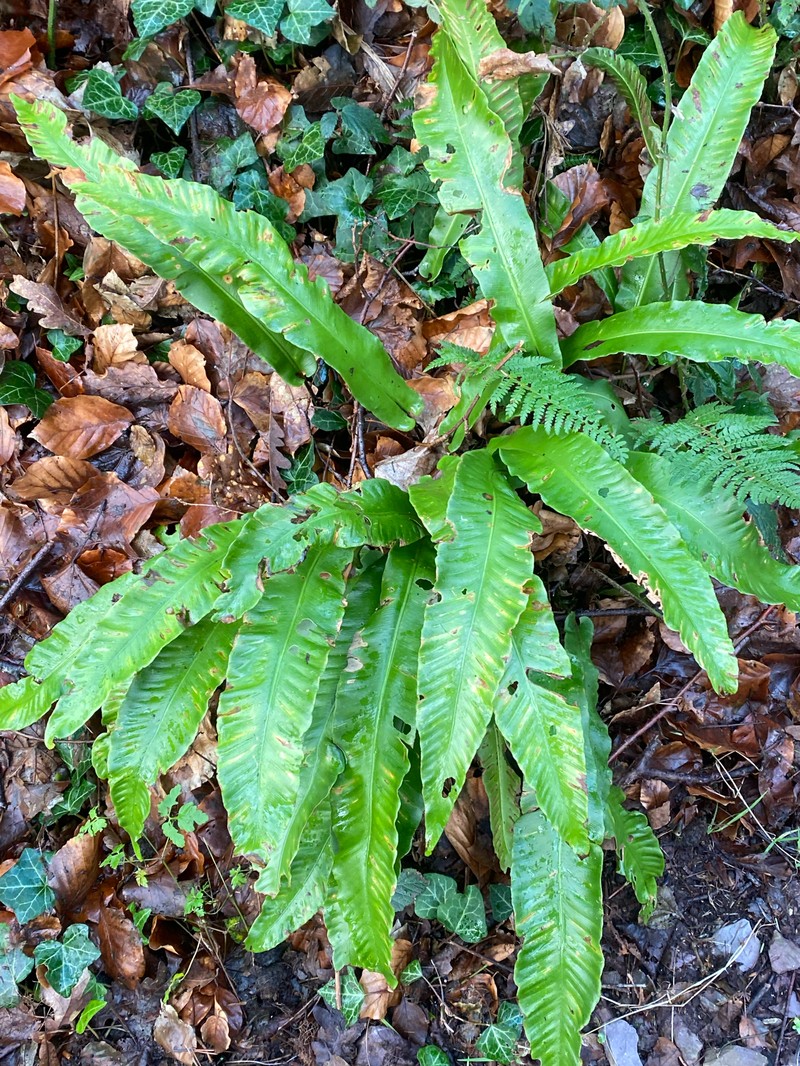 Asplenium scolopendrium subsp. scolopendrium