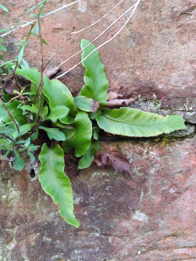 Asplenium scolopendrium subsp. scolopendrium photo 2