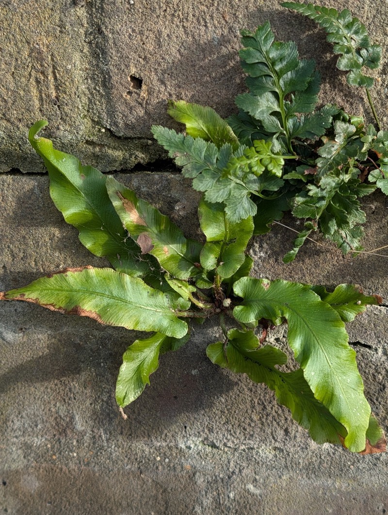 Asplenium scolopendrium subsp. scolopendrium photo 3