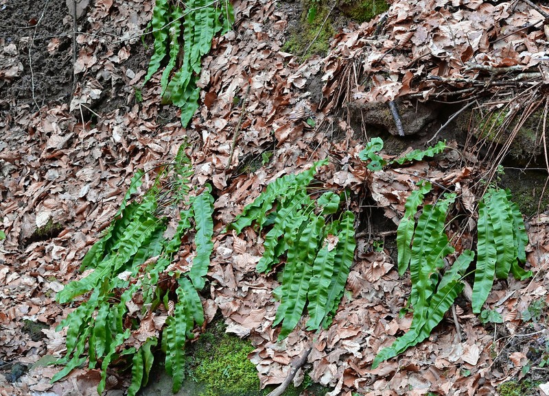 Asplenium scolopendrium subsp. scolopendrium photo 4