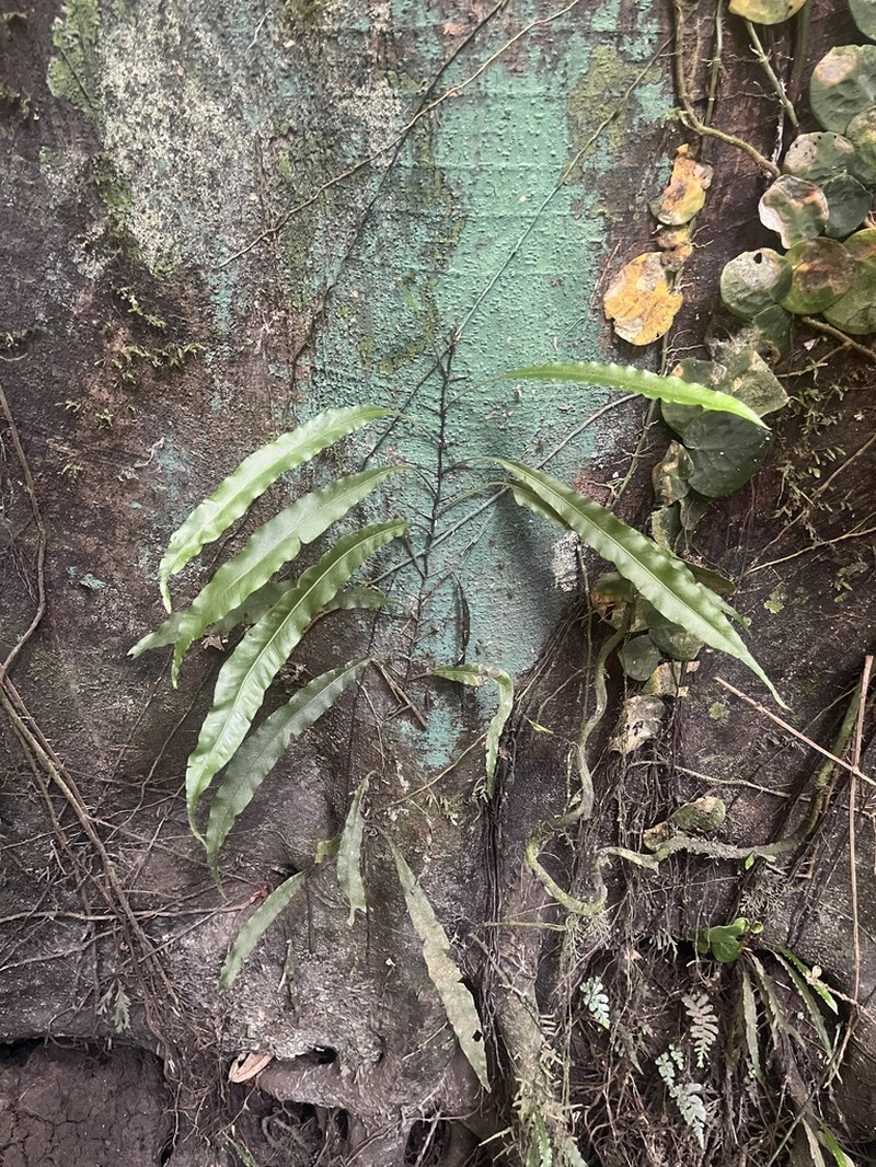 Asplenium scolopendropsis