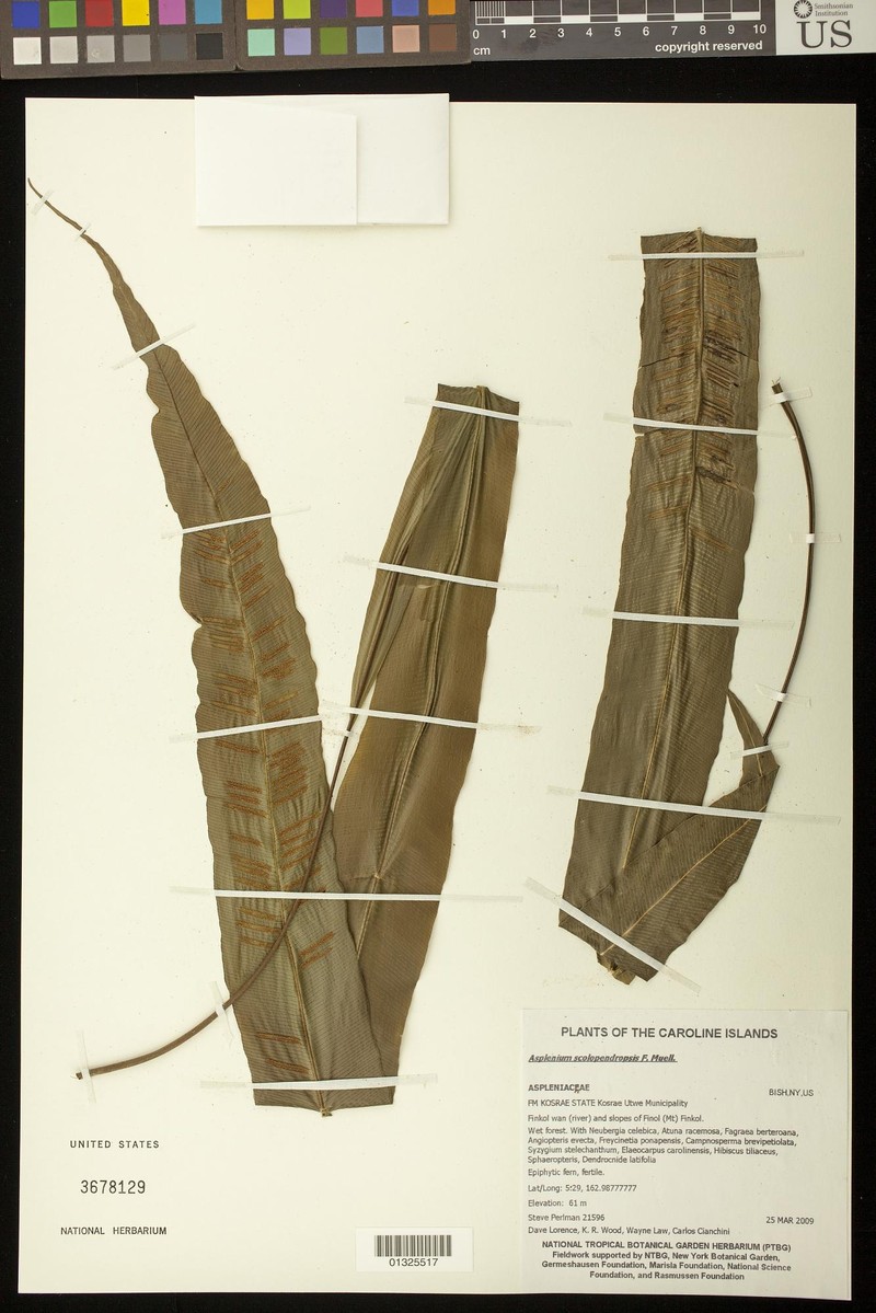 Asplenium scolopendropsis photo 3