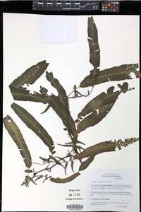 Asplenium scolopendropsis
