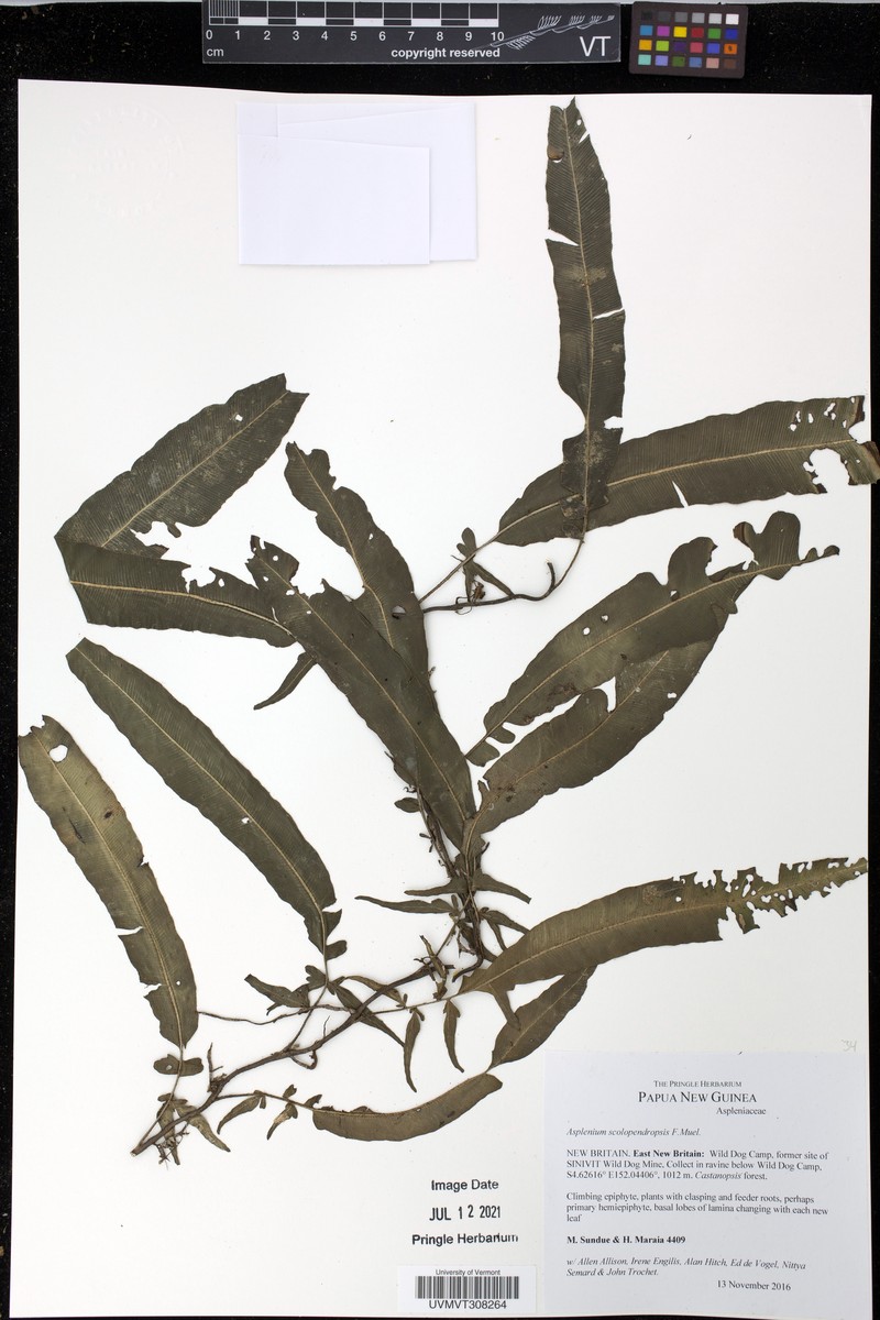 Asplenium scolopendropsis