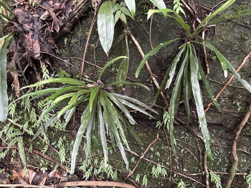 Asplenium scortechinii photo 3
