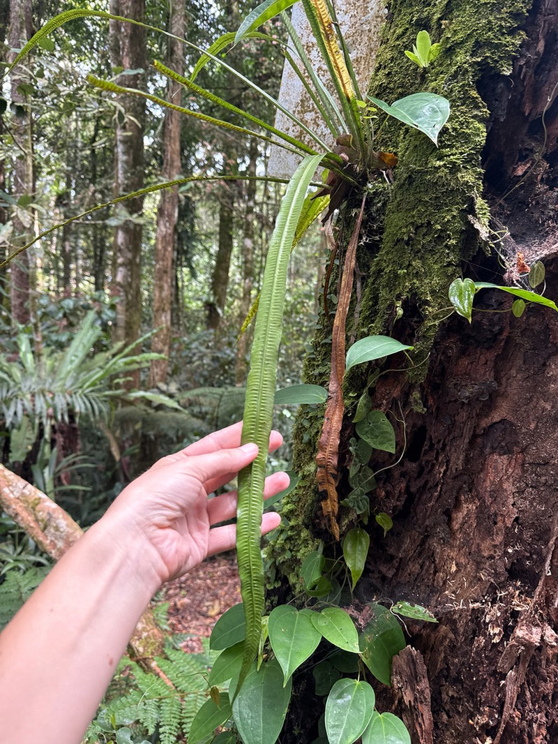 Asplenium scortechinii photo 4