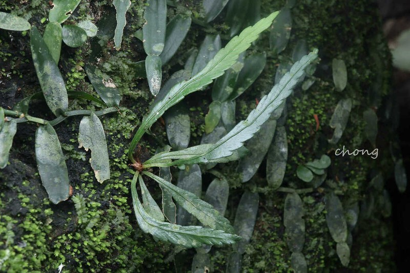 Asplenium scortechinii photo 5