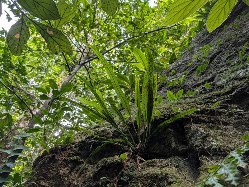 Asplenium scortechinii photo 6