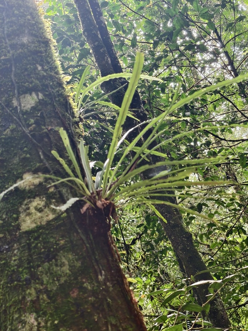 Asplenium scortechinii photo 7