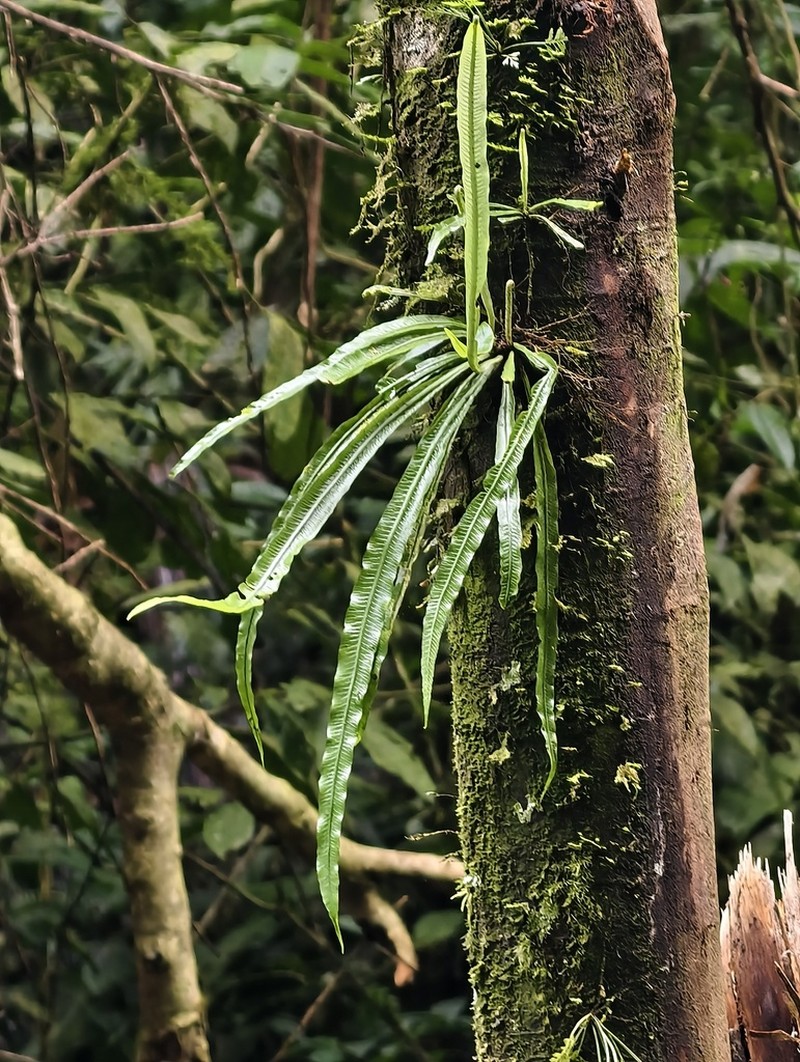 Asplenium scortechinii photo 8