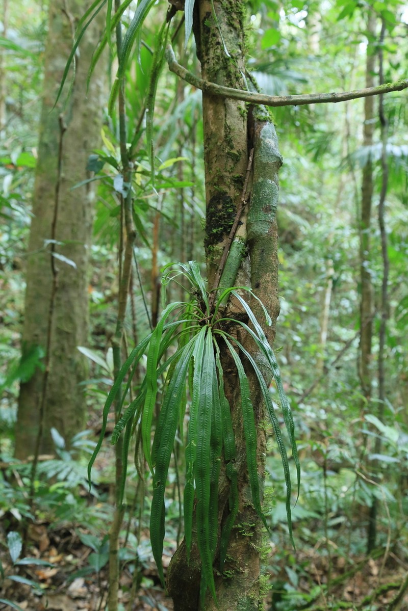 Asplenium scortechinii