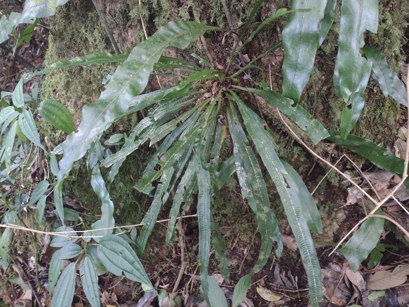 Asplenium scortechinii photo 2