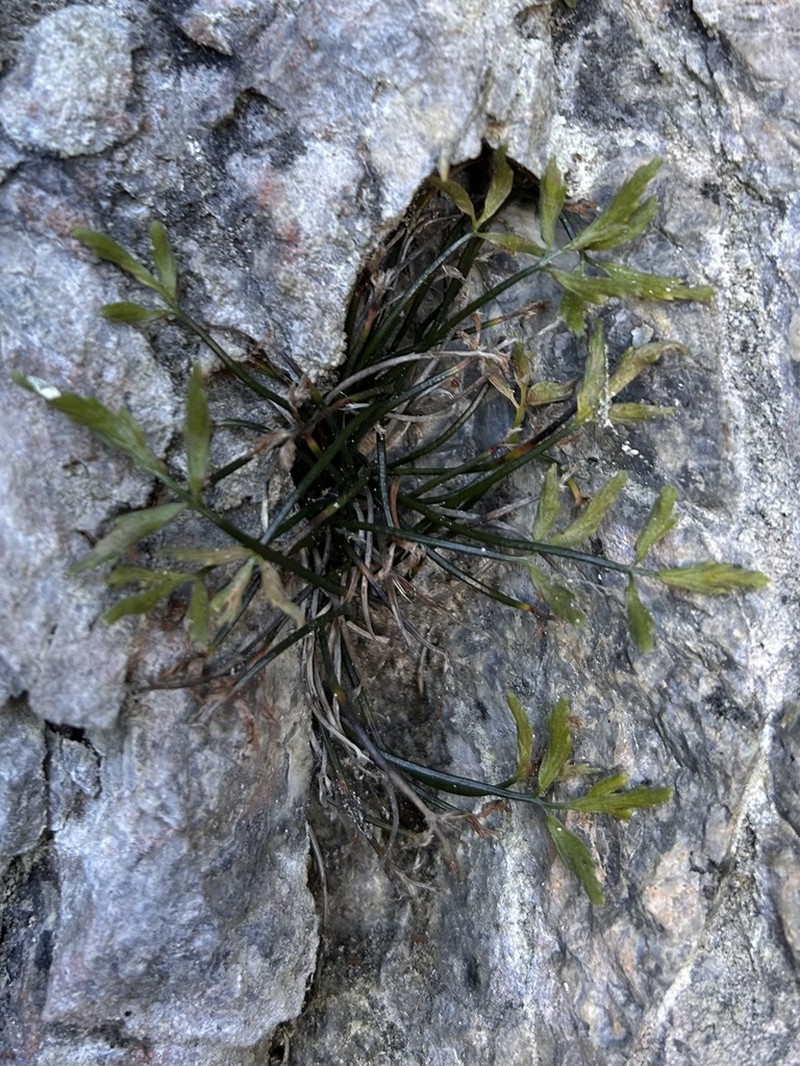 Asplenium seelosii