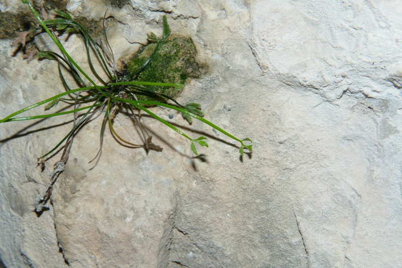 Asplenium seelosii photo 2