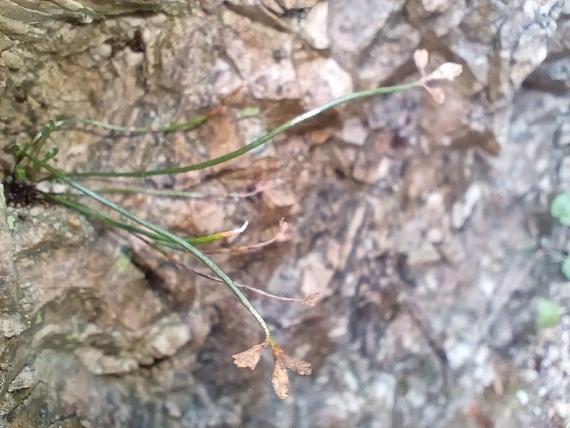 Asplenium seelosii photo 3