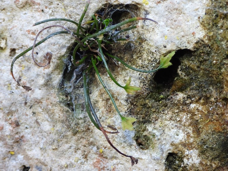 Asplenium seelosii photo 4