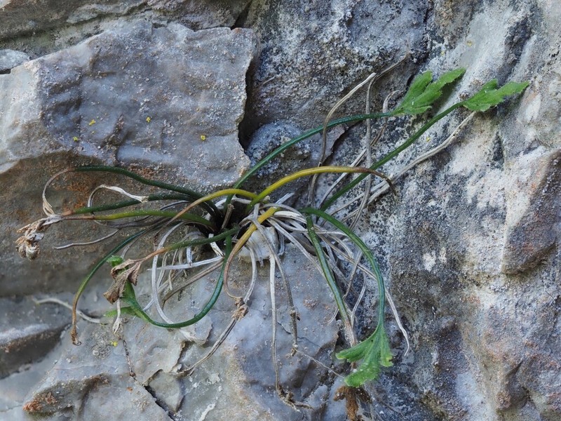 Asplenium seelosii photo 5