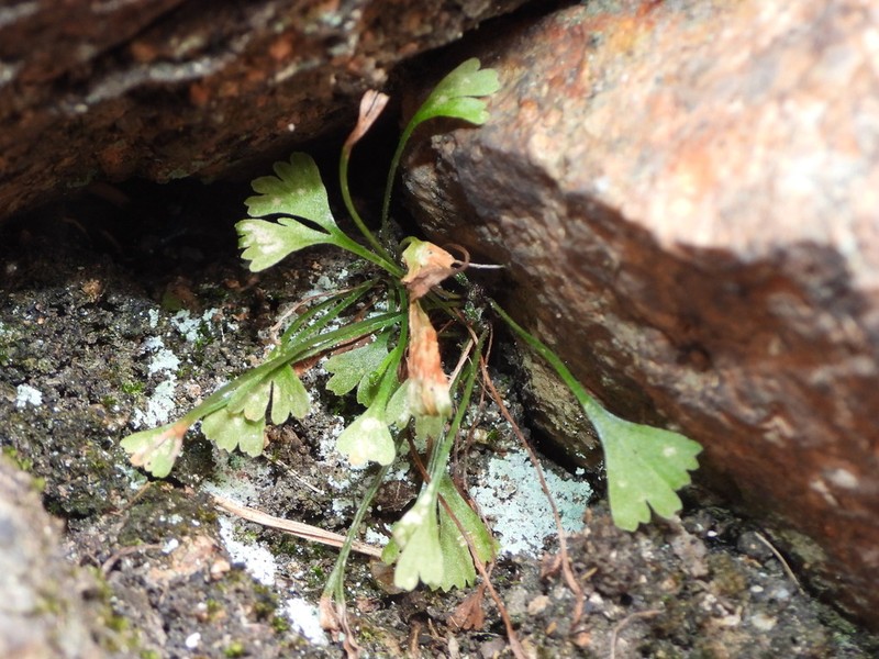 Asplenium seelosii photo 6