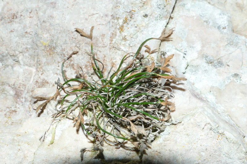 Asplenium seelosii photo 7