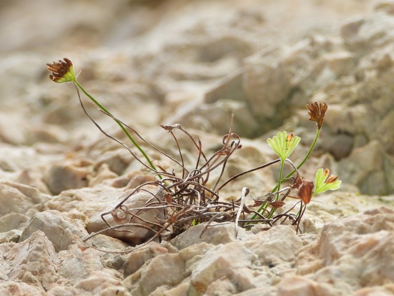 Asplenium seelosii photo 8