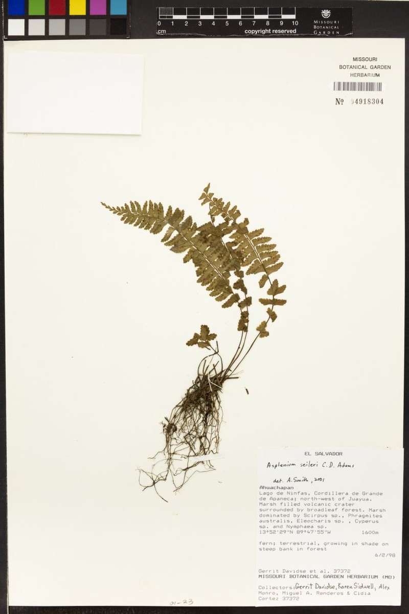 Asplenium seileri photo 2