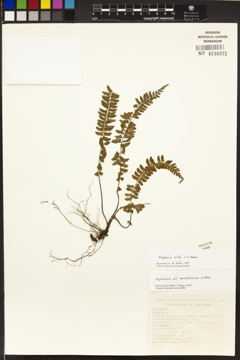 Asplenium seileri photo 3