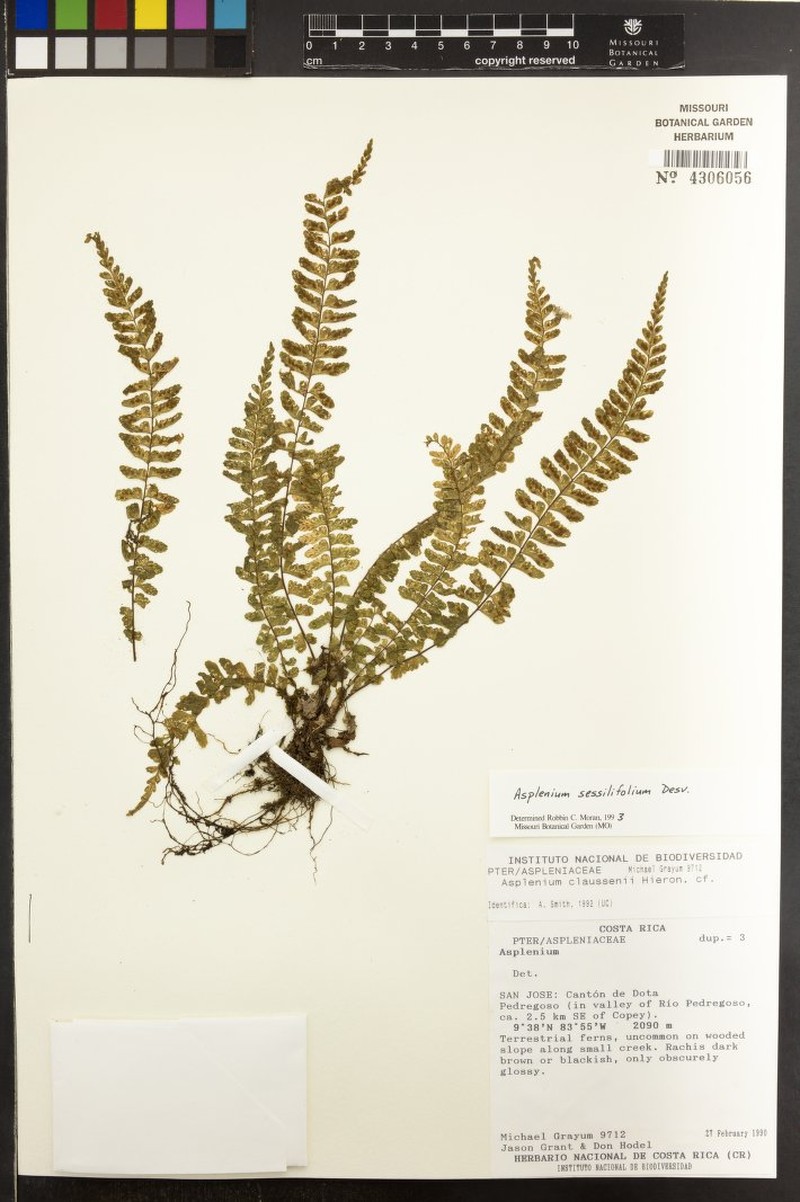 Asplenium seileri photo 4