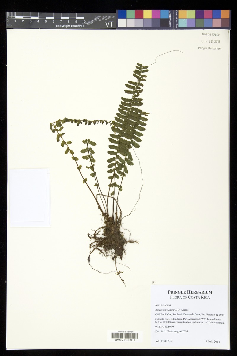 Asplenium seileri