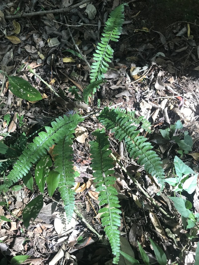 Asplenium sellowianum