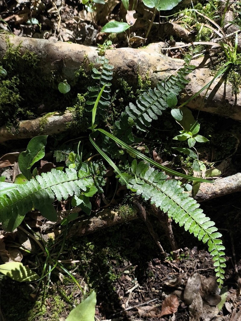 Asplenium sellowianum photo 2