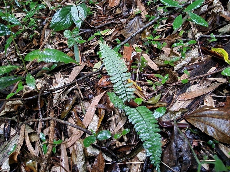 Asplenium sellowianum photo 3